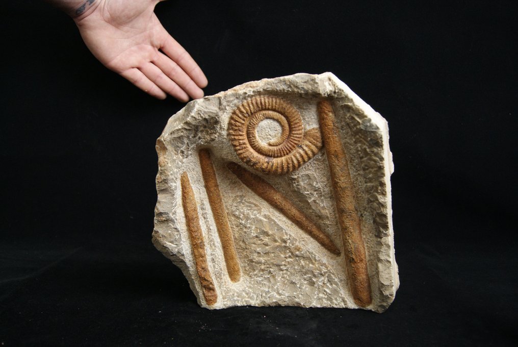 Enorma Ammonit Anetoceras + Orthoceras - Fossiliserat skal - Anetoceras #1.1