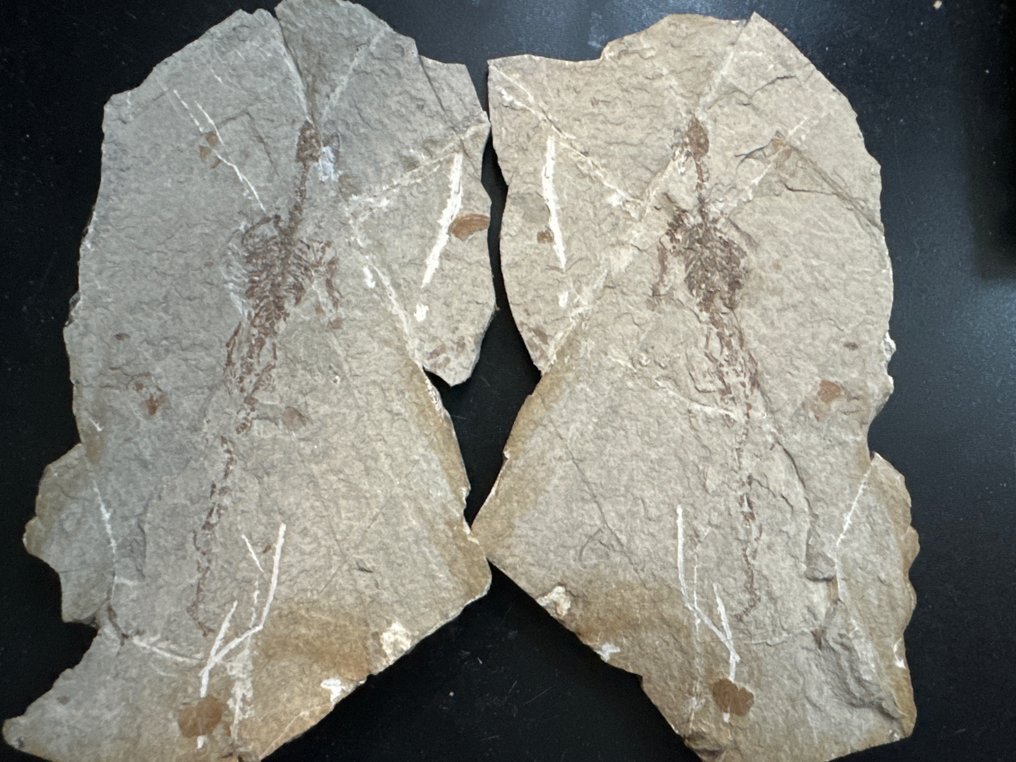 Matelija - Kivettynyt eläin - Une paire de Hyphalosaurus lingyuaneasis - 19.5 cm - 10.5 cm #1.1