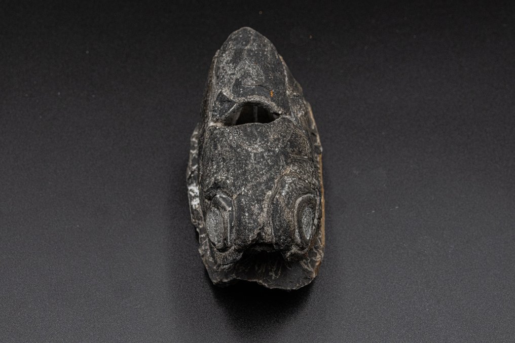 Pesce - Dente fossile - Enseosteus - 10 cm - 5 cm #3.2