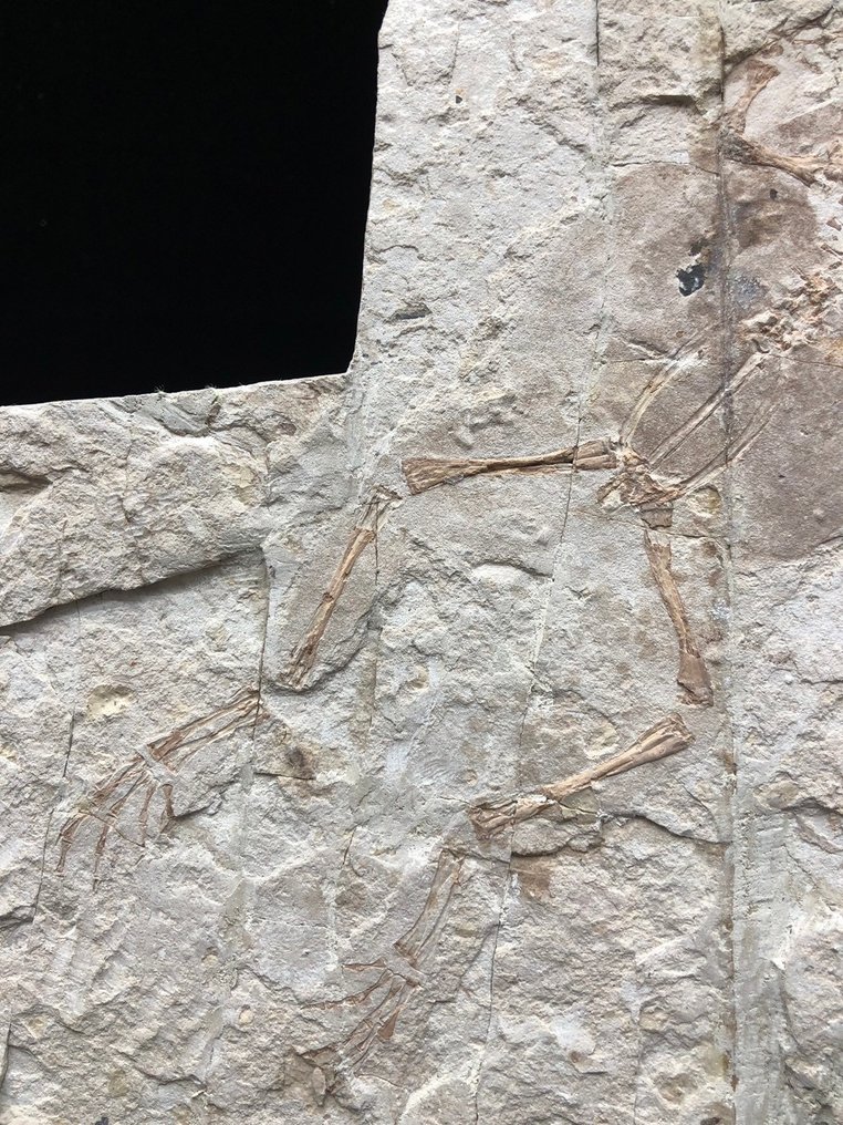 Fossil matrix - Genibatrachus baoshanensis - 20 cm - 20 cm #3.1