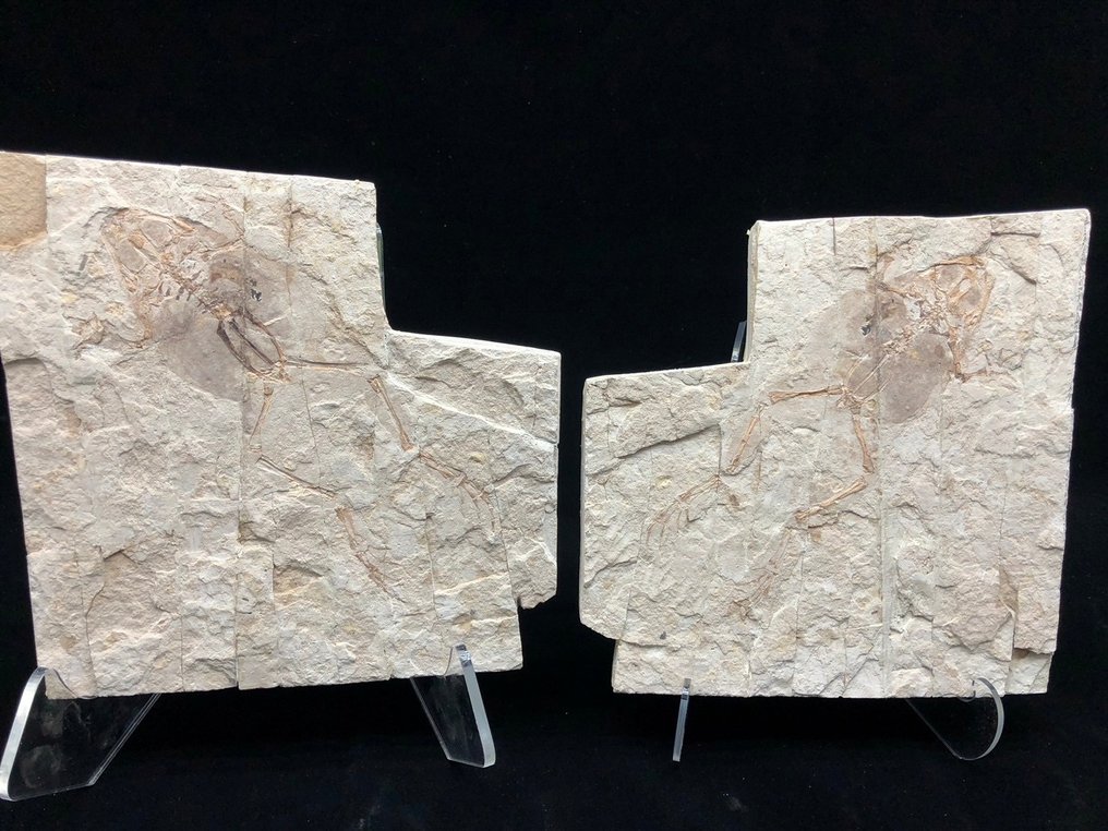 Fossiilinen matriisi - Genibatrachus baoshanensis - 20 cm - 20 cm #1.1