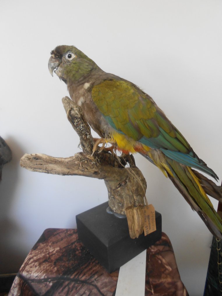 Periquito australiano Corpo inteiro embalsamado - Conure de Patagonie Cyanoliseus patagonus - Burrowing Parrot - 0 cm - 0 cm - 0 cm - pré-CITES (isto é, pré-1947) - 1 #1.1