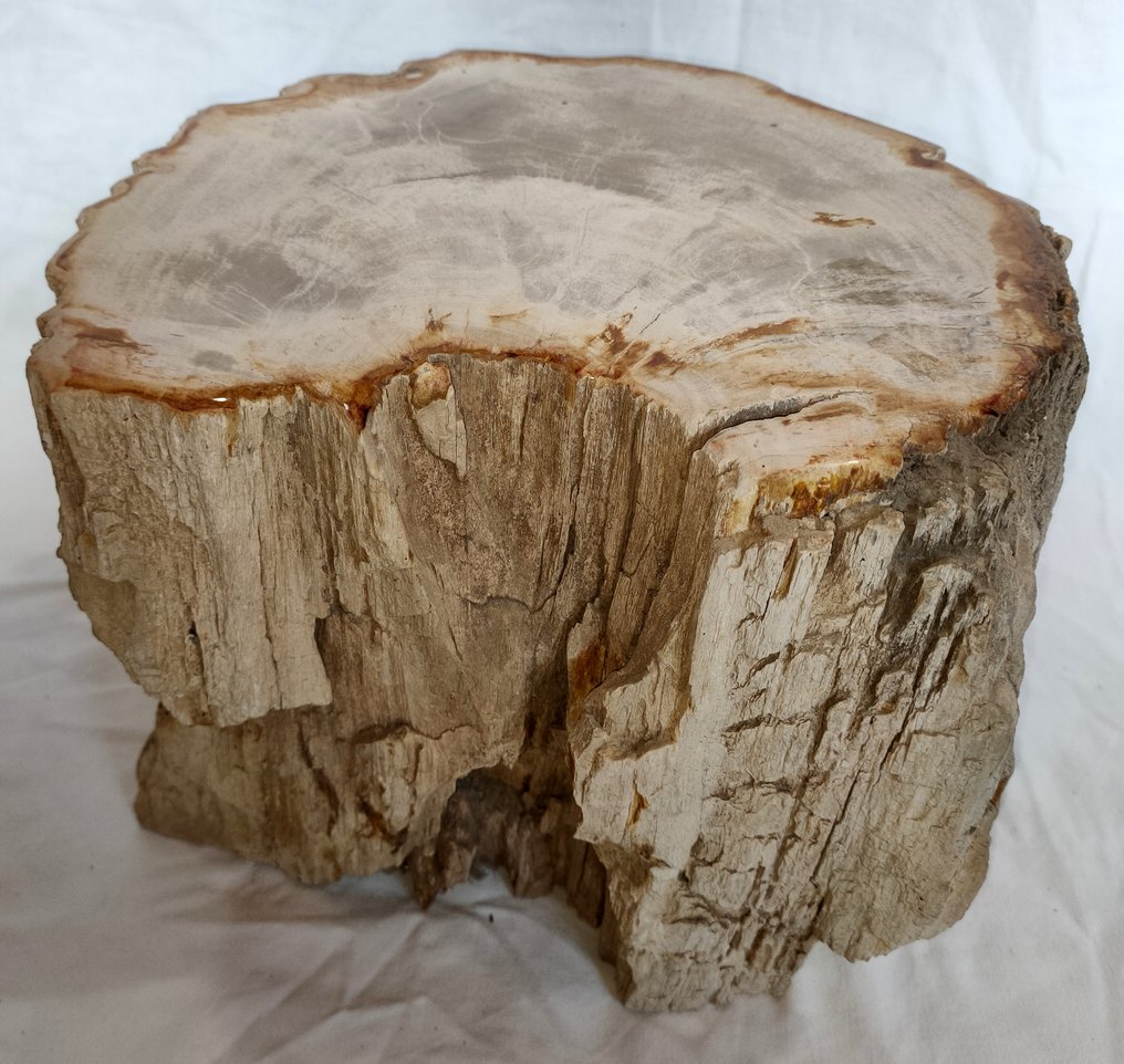 Versteinertes Holz - Versteinertes Holz - diptocarpus - 21 cm - 25 cm #1.1