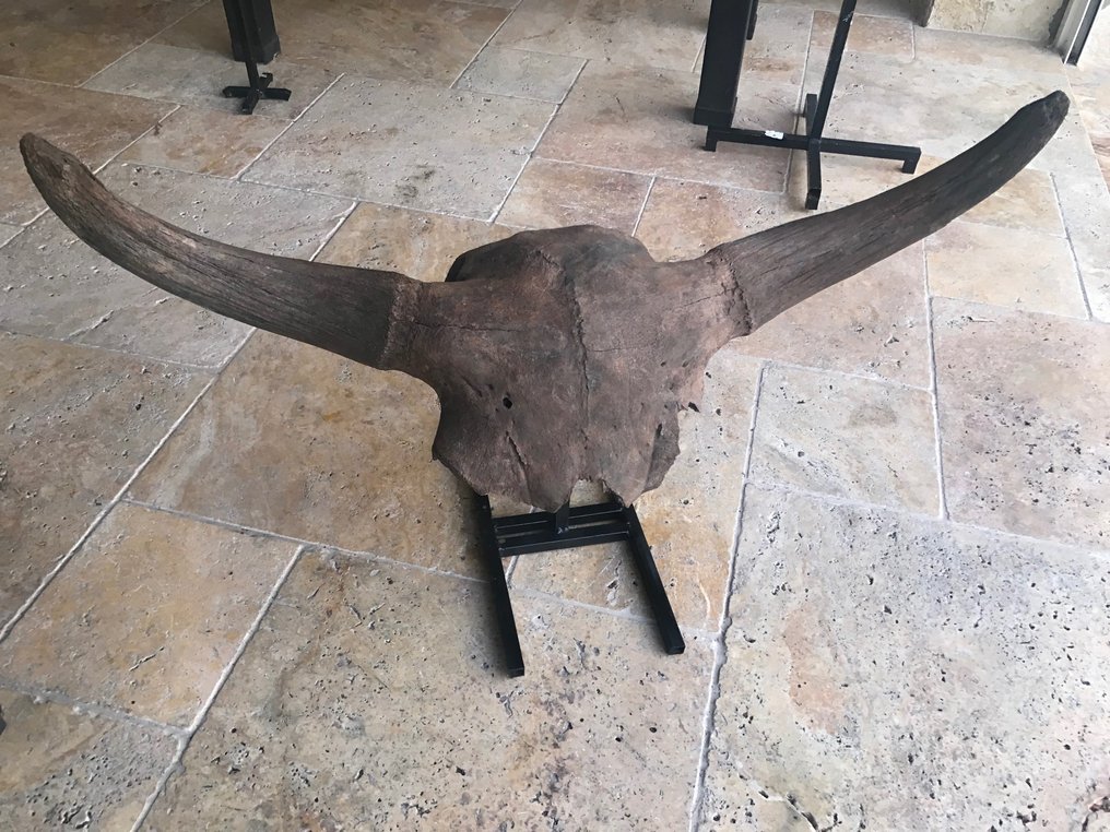 野牛 - 头骨化石 - Bison piscus - 50 cm - 107 cm #1.1