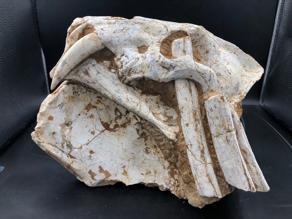 Dientes de sable - Matriz fósil - Megantere - 30 cm - 22 cm #2.1