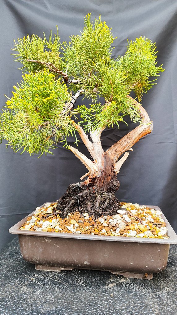 Bonsaï Juniperus Chinensis - Hauteur (arbre) : 32 cm - Profondeur (arbre) : 38 cm - Espagne #1.1