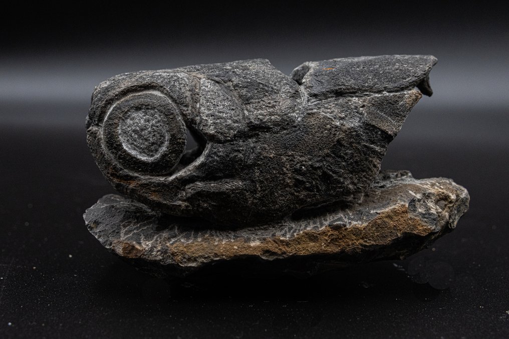 Pește - Dinte fosilă - Enseosteus - 10 cm - 5 cm #2.1