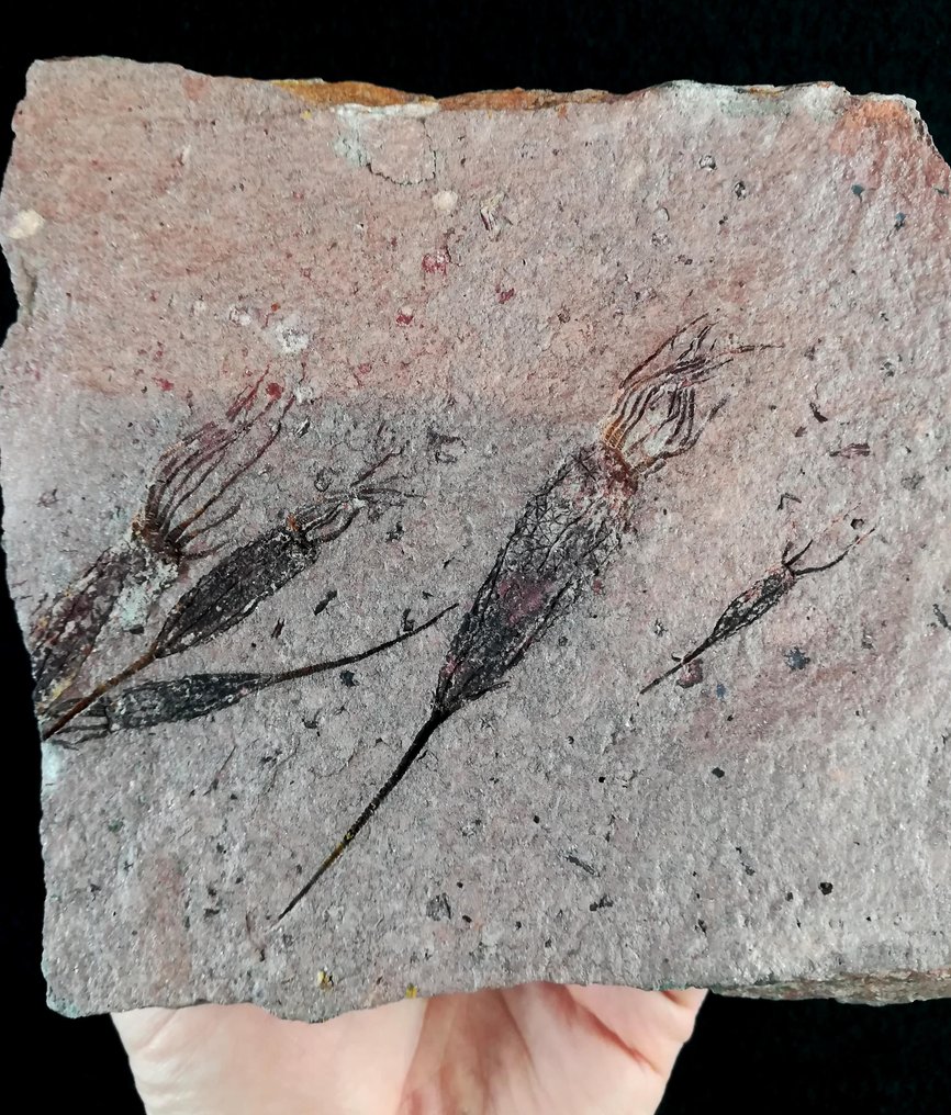 Equinoderma primitivo - Eocrinoide - Animal fossilizado - Ascocystites drabowensis (Barrande, 1887) - 15 cm - 14 cm #2.1