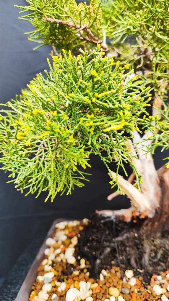 Bonsaï Juniperus Chinensis - Hauteur (arbre) : 32 cm - Profondeur (arbre) : 38 cm - Espagne #2.1