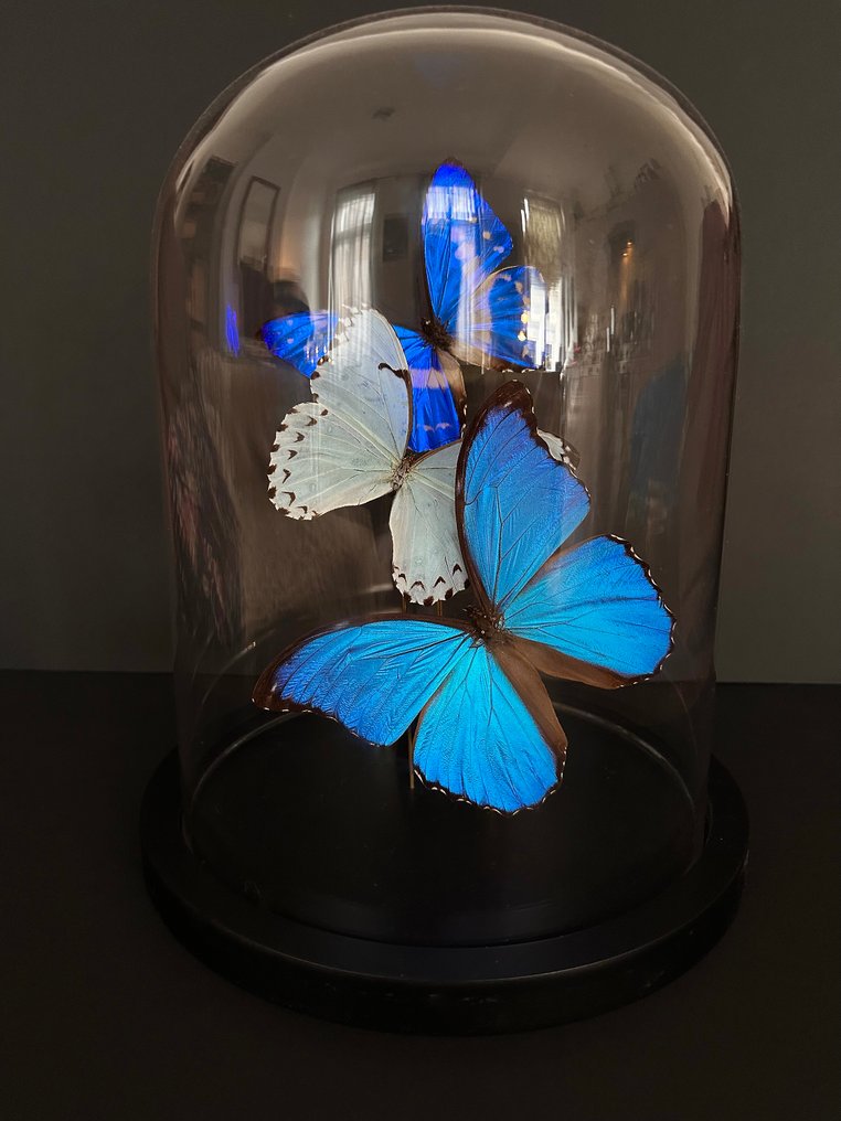 Schmetterling Taxidermie-Ganzkörpermontage - Envol de 3 Morpho Cypris, Polyphemus et Didius. - 30 cm - 20 cm - 20 cm - Nicht-CITES-Arten #1.2
