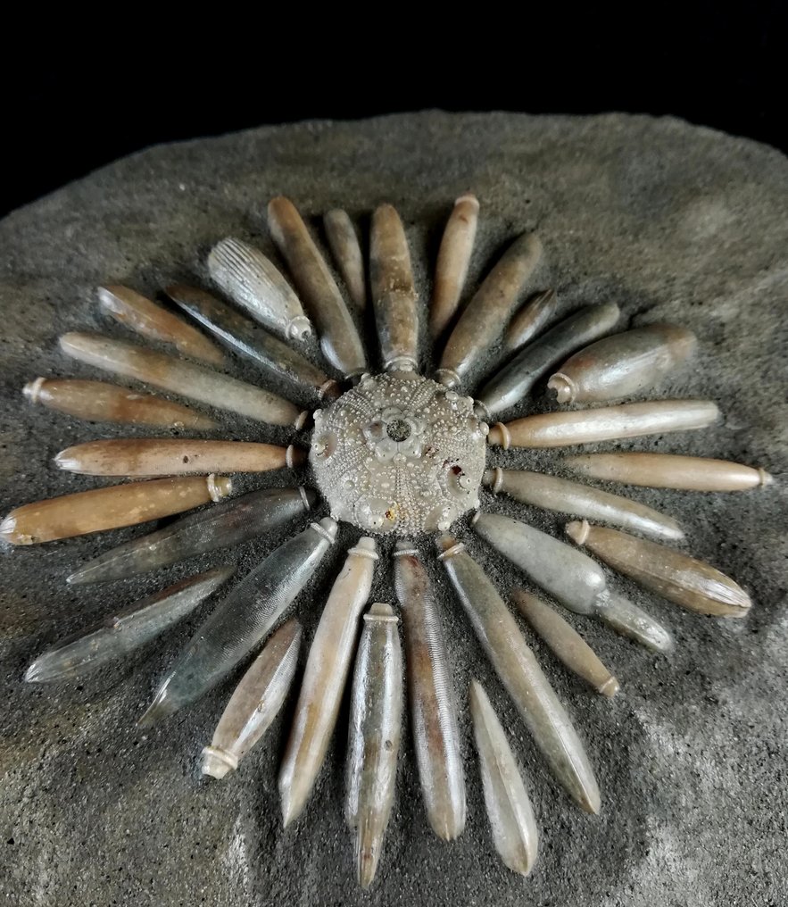 Ouriço do mar - Animal fossilizado - Asterocidaris bistriata (PERON & GAUTHIER, 1903) - 17 cm - 15 cm #1.1