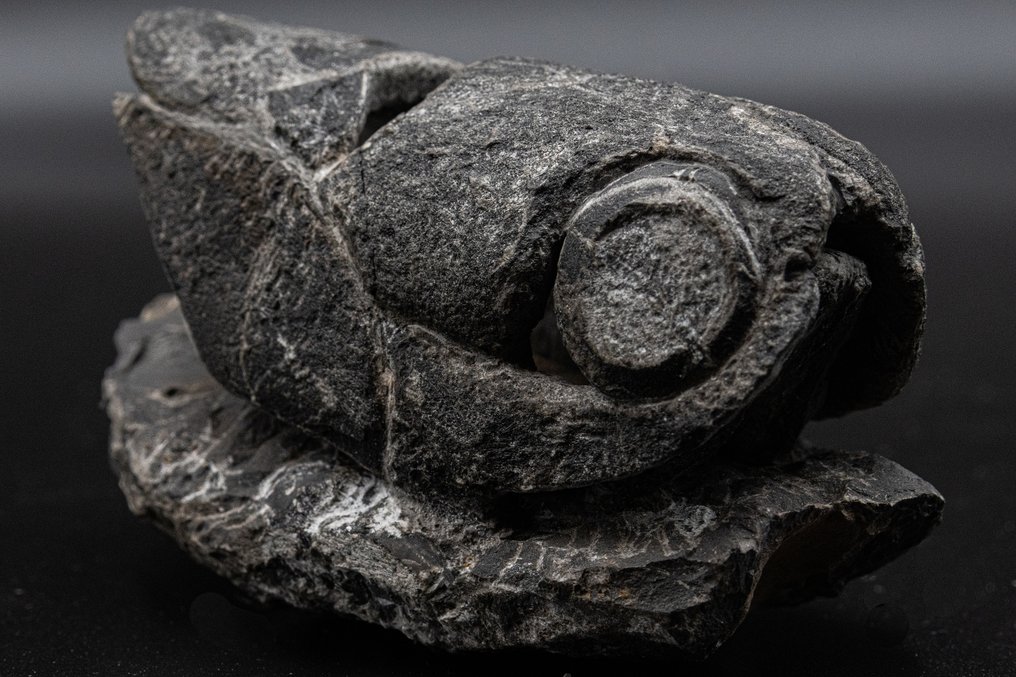 Pește - Dinte fosilă - Enseosteus - 10 cm - 5 cm #1.1