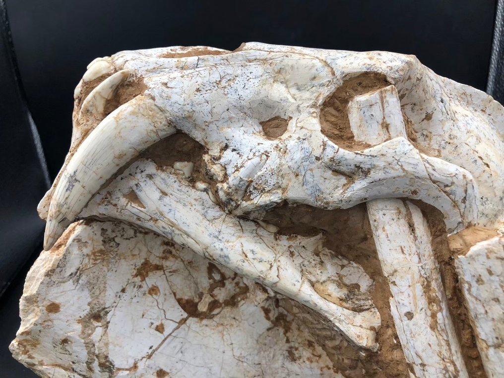 Chat à dents de sabre - Matrice fossile - Megantere - 30 cm - 22 cm #2.2
