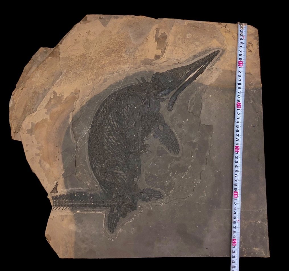 化石 - Fossil matrix - Mixosaurus - 56 cm - 59 cm #1.3