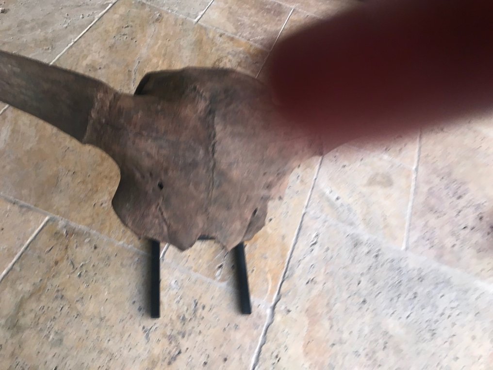 野牛 - 頭骨化石 - Bison piscus - 50 cm - 107 cm #2.1