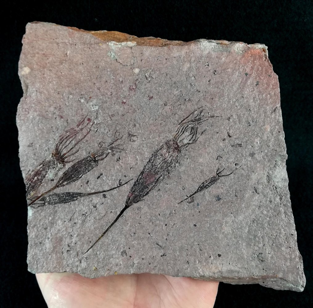 Primitív tüskésbőrű - Eokrinoid - Fosszilizálódott állat - Ascocystites drabowensis (Barrande, 1887) - 15 cm - 14 cm #3.2