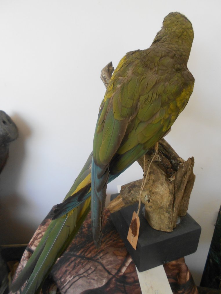 Periquito australiano Corpo inteiro embalsamado - Conure de Patagonie Cyanoliseus patagonus - Burrowing Parrot - 0 cm - 0 cm - 0 cm - pré-CITES (isto é, pré-1947) - 1 #1.2