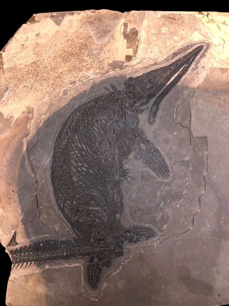 Skamieniałość - Matryca (skamieniałości) - Mixosaurus - 56 cm - 59 cm #1.1