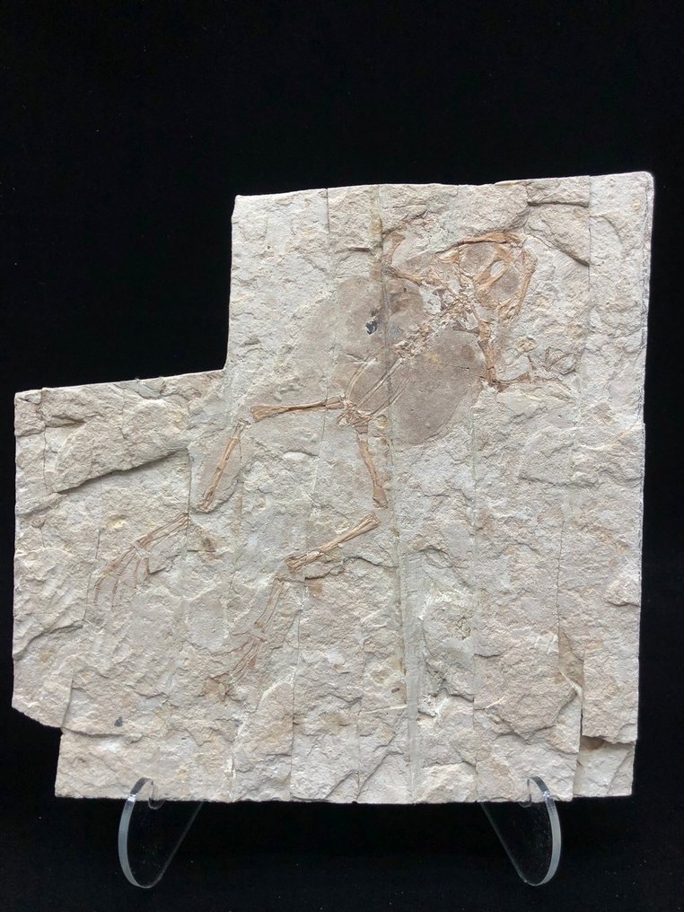 Matrice fossile - Genibatrachus baoshanensis - 20 cm - 20 cm #2.1