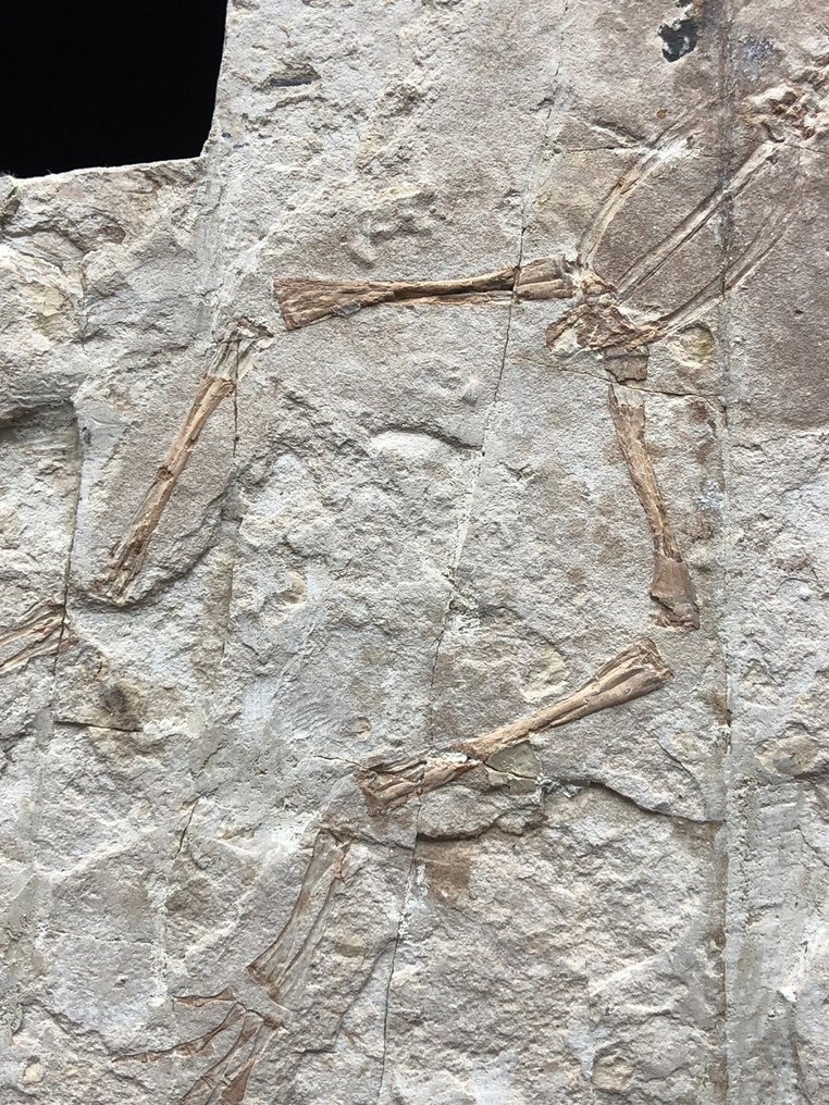 Fossil matrix - Genibatrachus baoshanensis - 20 cm - 20 cm #3.2