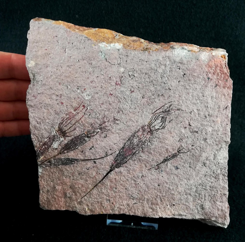 Échinoderme primitif - Éocrinoïde - Animal fossilisé - Ascocystites drabowensis (Barrande, 1887) - 15 cm - 14 cm #2.3