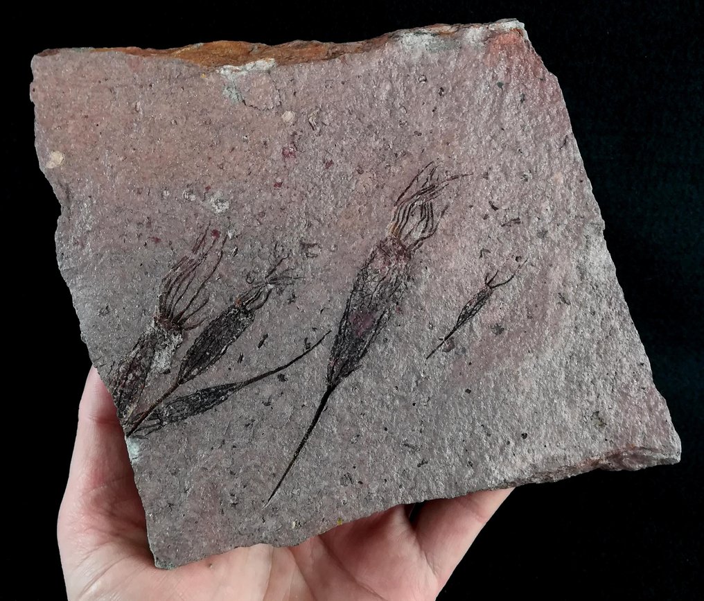Equinodermo primitivo - Eocrinoideo - Animal fosilizado - Ascocystites drabowensis (Barrande, 1887) - 15 cm - 14 cm #1.1