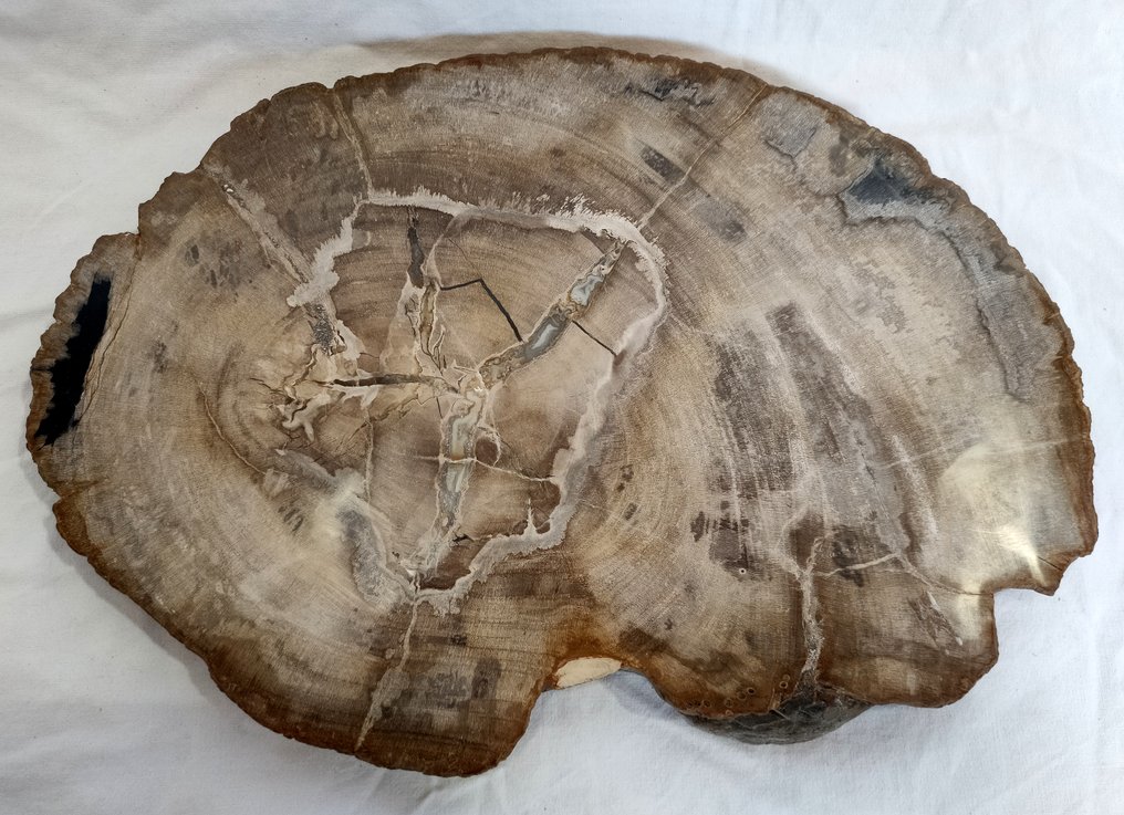Petrified Wood - Fossilised wood - diptocarpus  (No Reserve Price) #2.1