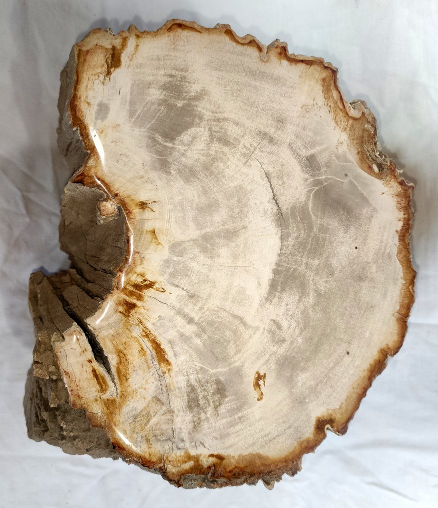 Versteinertes Holz - Versteinertes Holz - diptocarpus - 21 cm - 25 cm #1.2