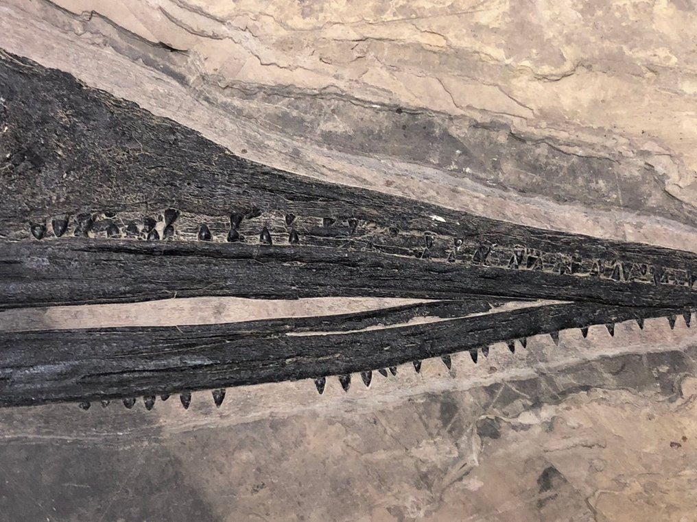 Fósil - Matriz fósil - Mixosaurus - 56 cm - 59 cm #3.1