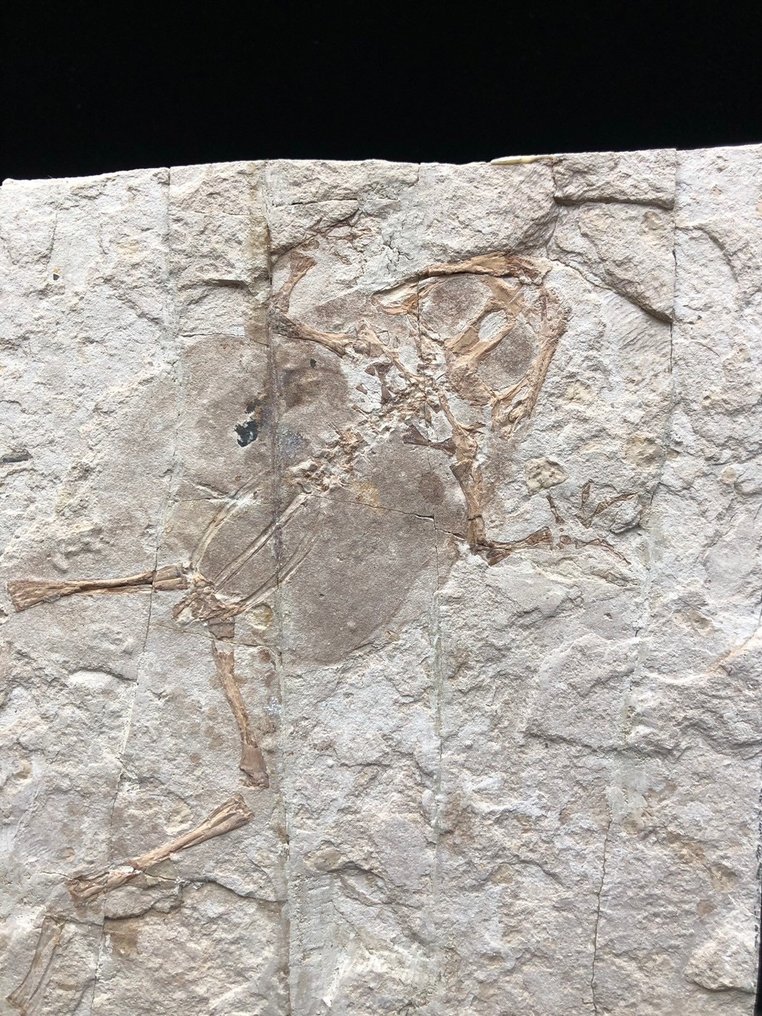 Fosszilis mátrix - Genibatrachus baoshanensis - 20 cm - 20 cm #2.2