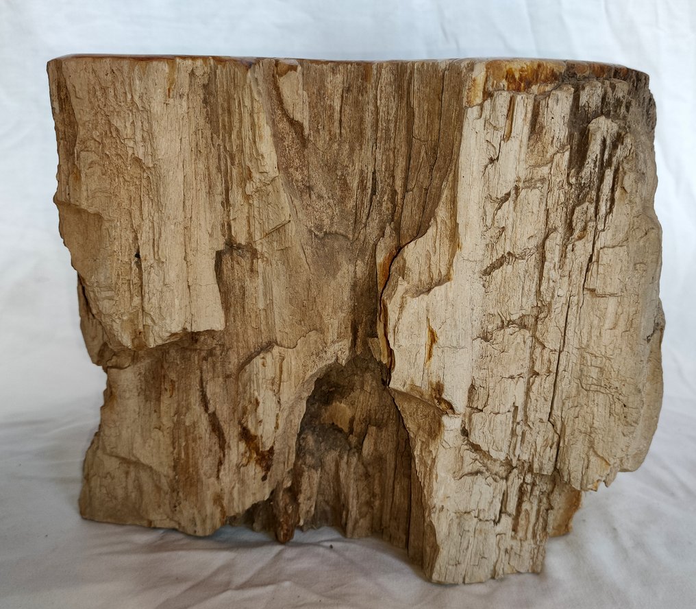 Versteinertes Holz - Versteinertes Holz - diptocarpus - 21 cm - 25 cm #2.1