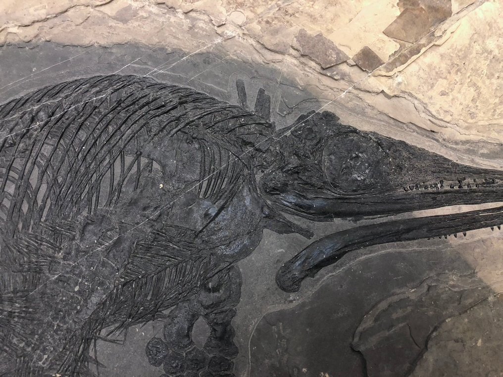 Fósil - Matriz fósil - Mixosaurus - 56 cm - 59 cm #3.2