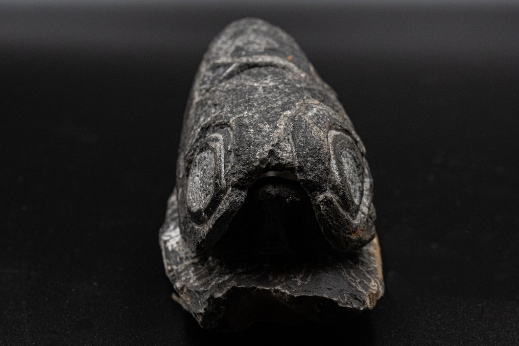 Fisch - Fossiler Zahn - Enseosteus - 10 cm - 5 cm #3.1