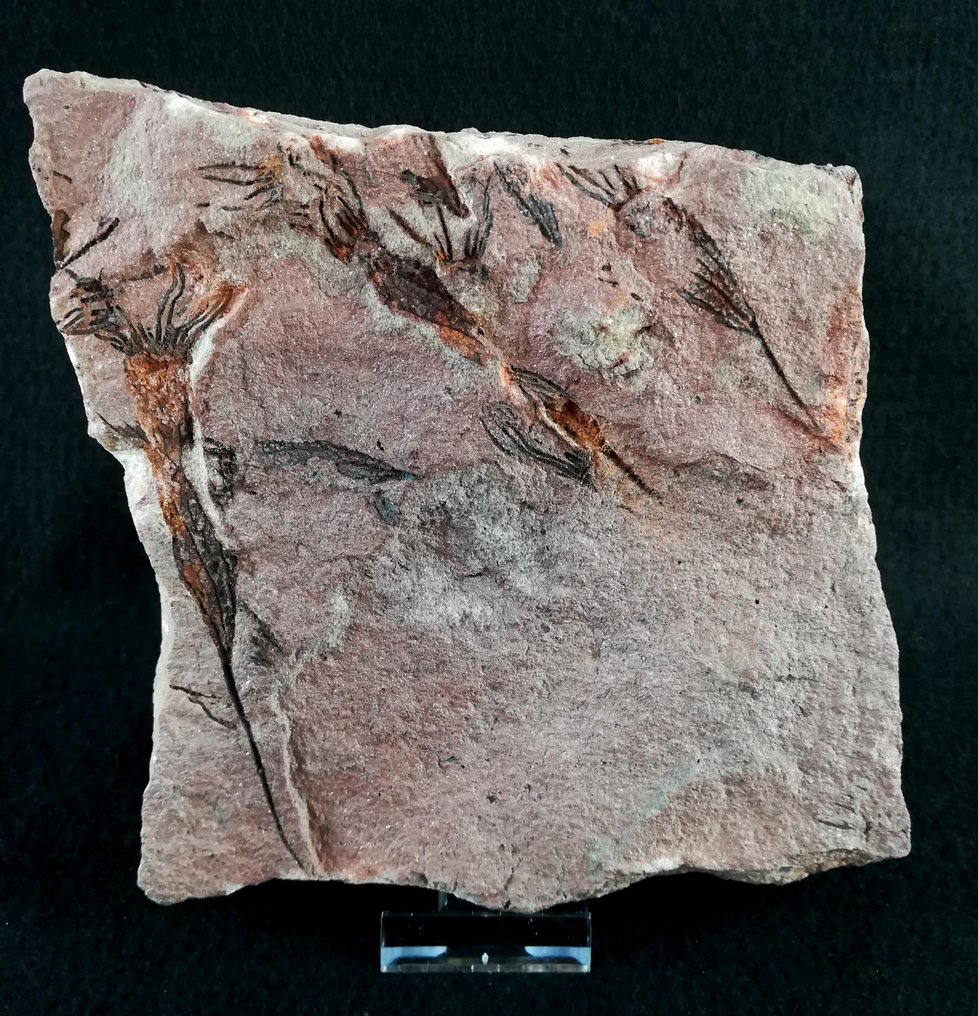 Échinoderme primitif - Éocrinoïde - Animal fossilisé - Ascocystites drabowensis (Barrande, 1887) - 15 cm - 14 cm #3.1