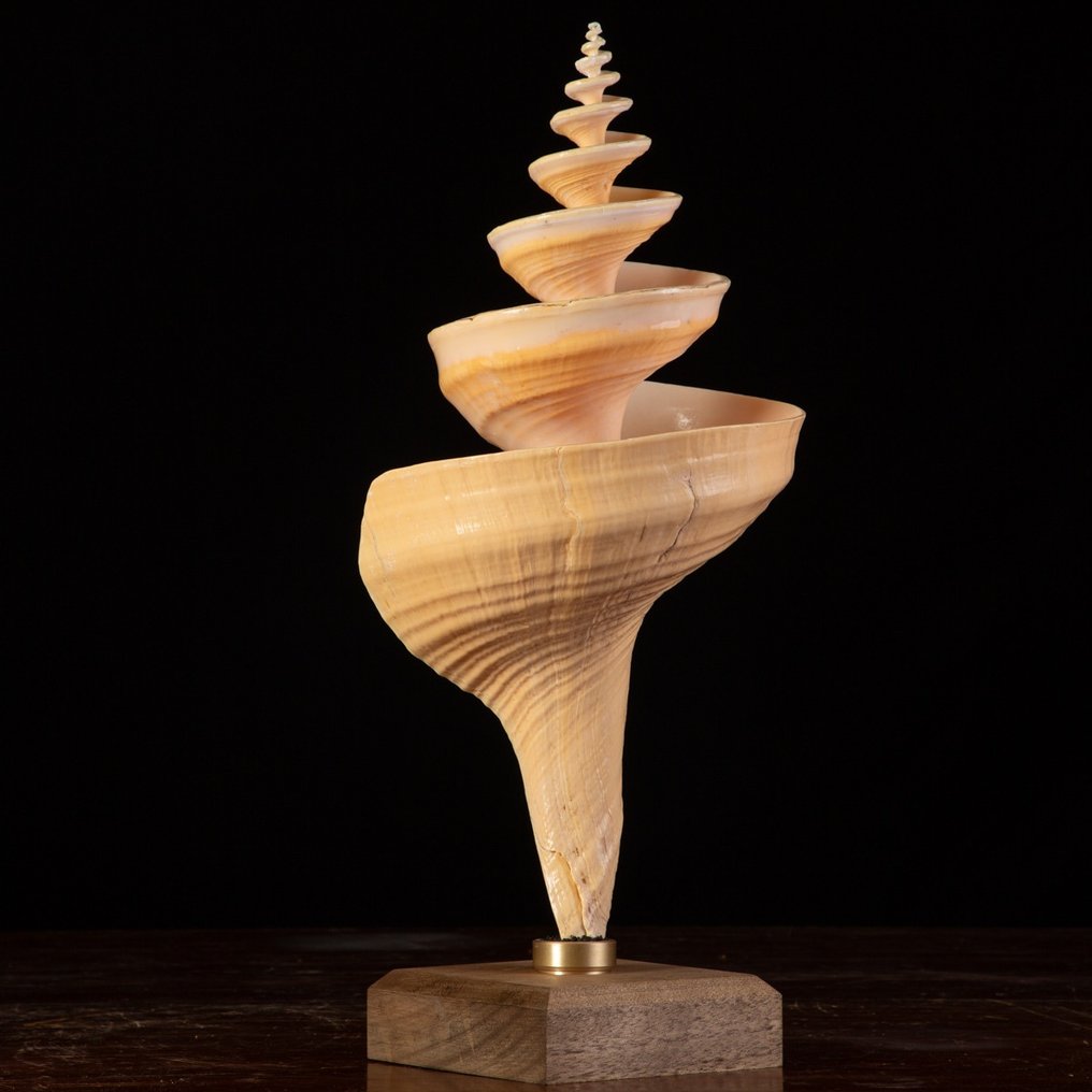 Riesige Muschel: Ein spiralförmig geschnitztes Meisterwerk. Taxidermie-Ganzkörpermontage - Syrinx Aruanus - 500 mm - 215 mm - 215 mm #1.2