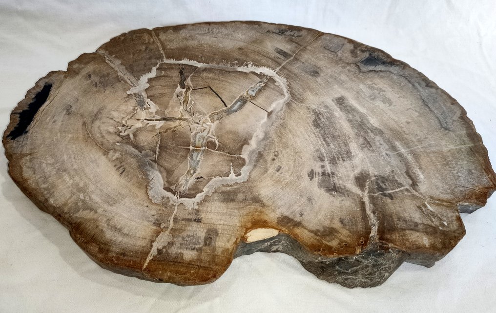 Petrified Wood - Fossilised wood - diptocarpus  (No Reserve Price) #1.1