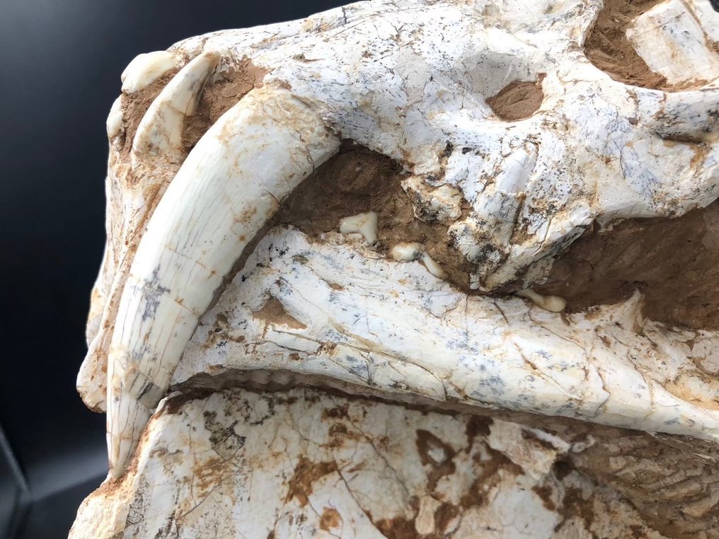 Chat à dents de sabre - Matrice fossile - Megantere - 30 cm - 22 cm #3.2