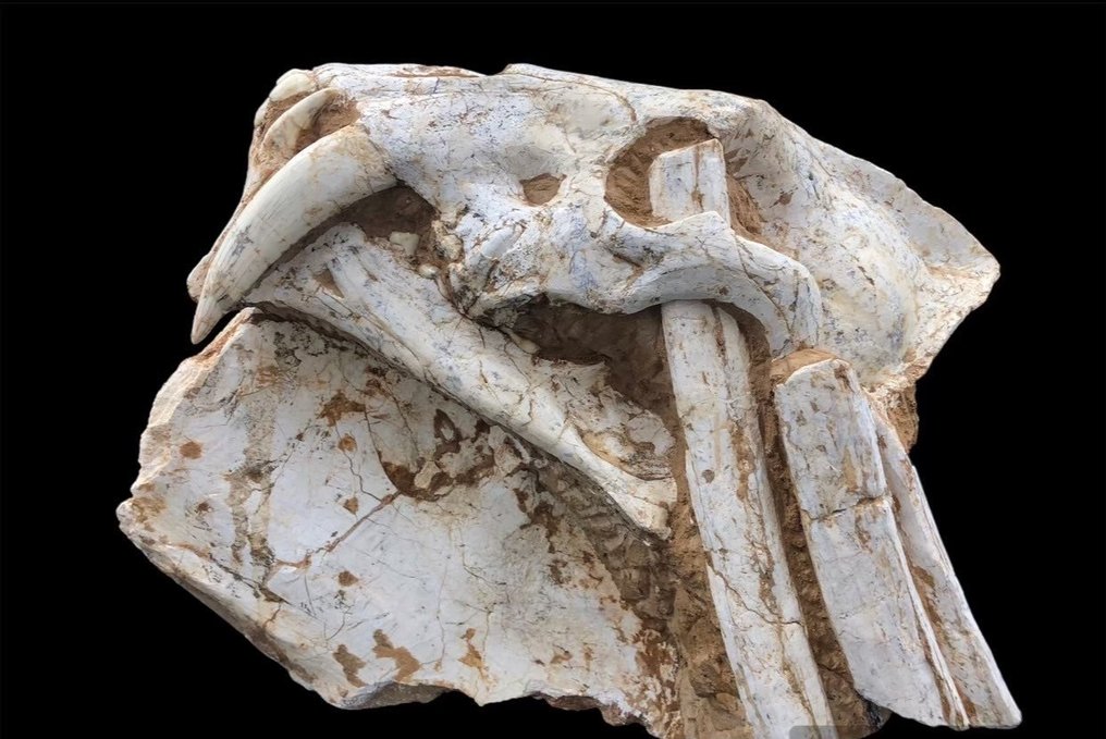 劍齒虎 - Fossil matrix - Megantere - 30 cm - 22 cm #1.1