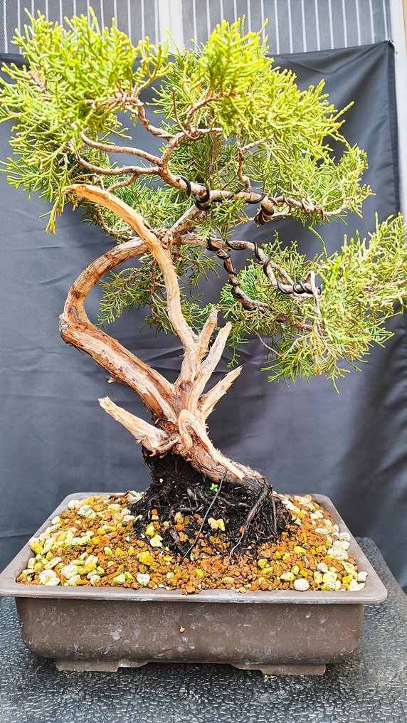 Bonsaï Juniperus Chinensis - Hauteur (arbre) : 32 cm - Profondeur (arbre) : 38 cm - Espagne #1.2