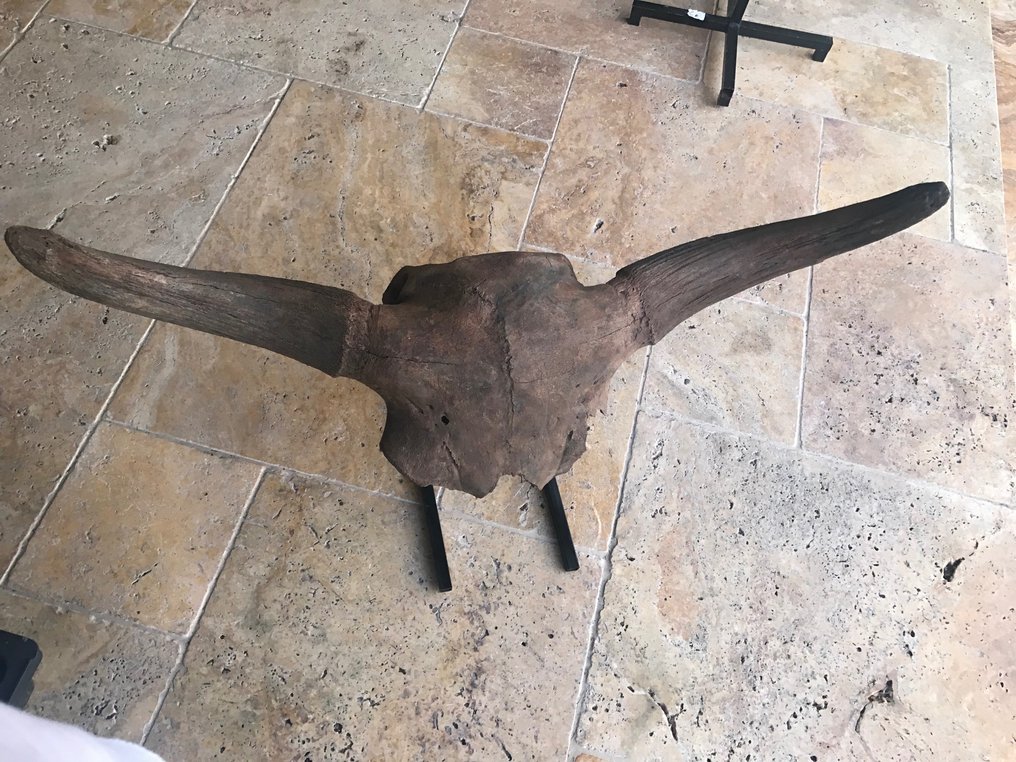 野牛 - 頭骨化石 - Bison piscus - 50 cm - 107 cm #3.2