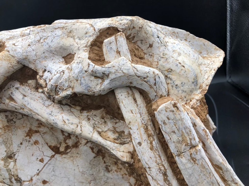Sabeltandstiger - Fossil matris - Megantere - 30 cm - 22 cm #3.1