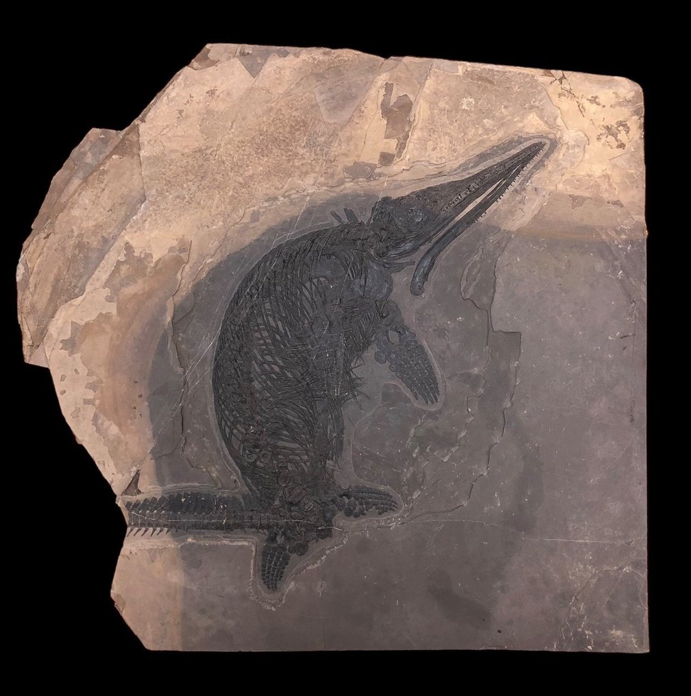 化石 - Fossil matrix - Mixosaurus - 56 cm - 59 cm #1.2