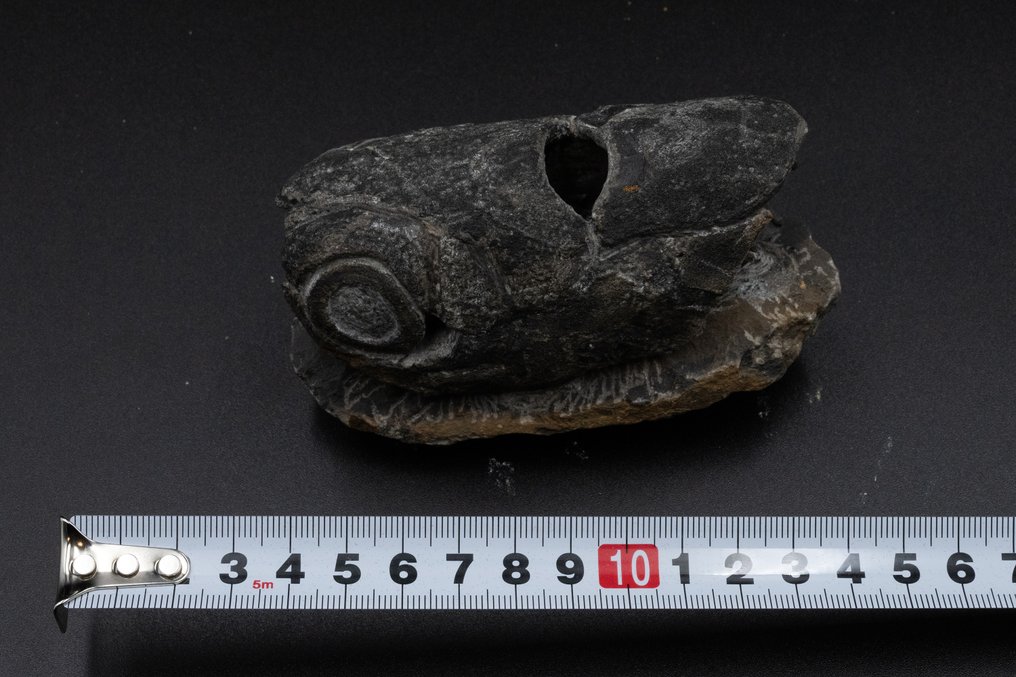 Pește - Dinte fosilă - Enseosteus - 10 cm - 5 cm #2.2