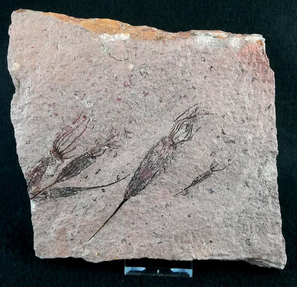 Alkukantainen piikkinahkainen - Eokrinoidi - Kivettynyt eläin - Ascocystites drabowensis (Barrande, 1887) - 15 cm - 14 cm #2.2
