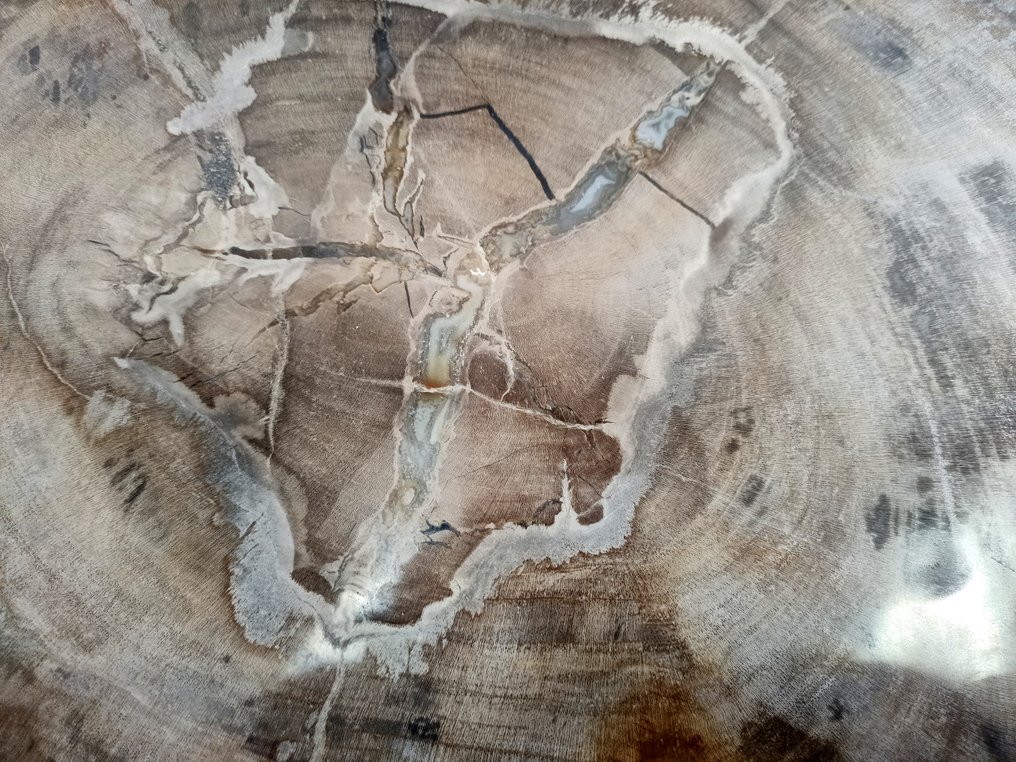 Petrified Wood - Fossilised wood - diptocarpus  (No Reserve Price) #2.2
