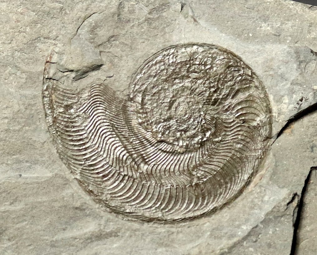 Finest Ammonite - Tyylikkäässä puutelineessä - Kivettynyt eläin - Harpoceras serpentinum - 22 cm - 17 cm #3.1