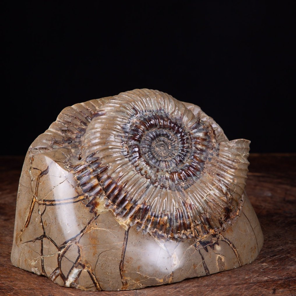 Ammonite in Septaria Nodule - Fossilised animal - Perisphinctes sp. - 13 cm - 17.5 cm #2.1