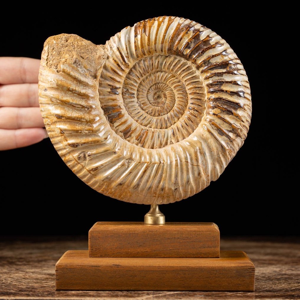 Ammonit – Basis aus Holz und Messing - Tierfossil - Douvilleiceras sp. - 18 cm - 14 cm #1.1