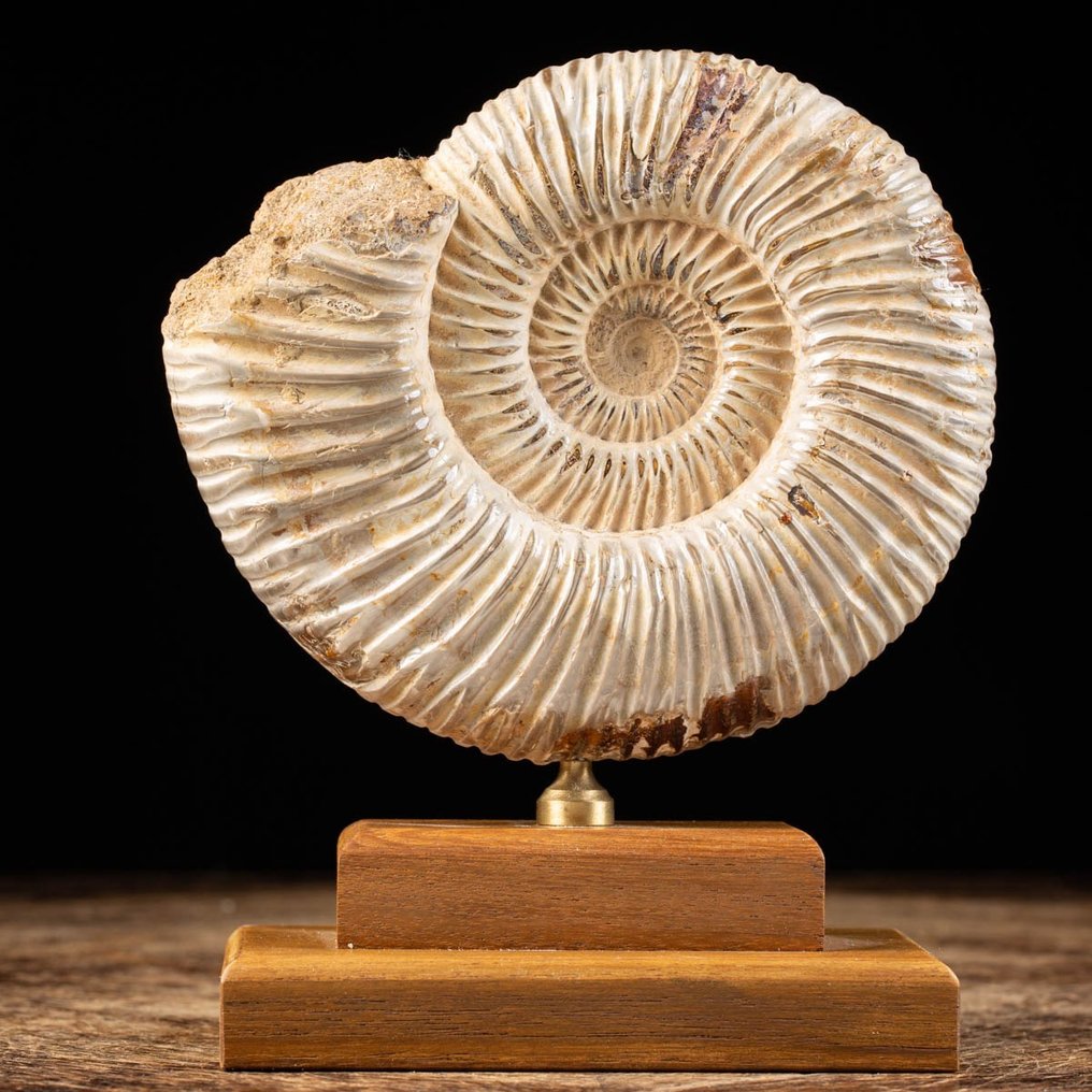 Ammonit - Træ og messing base - Fossilt fragment - Douvilleiceras sp. - 18 cm - 15 cm #2.1