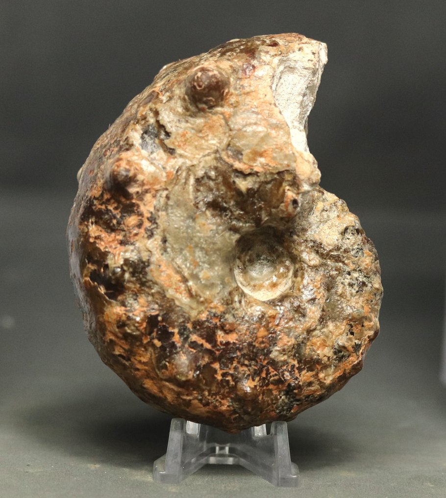 Ein knubbeliger Ammonit mit zwei Seiten präpariert - Tierfossil - Mammites nodosoides - 10.3 cm  (Ohne Mindestpreis) #1.1